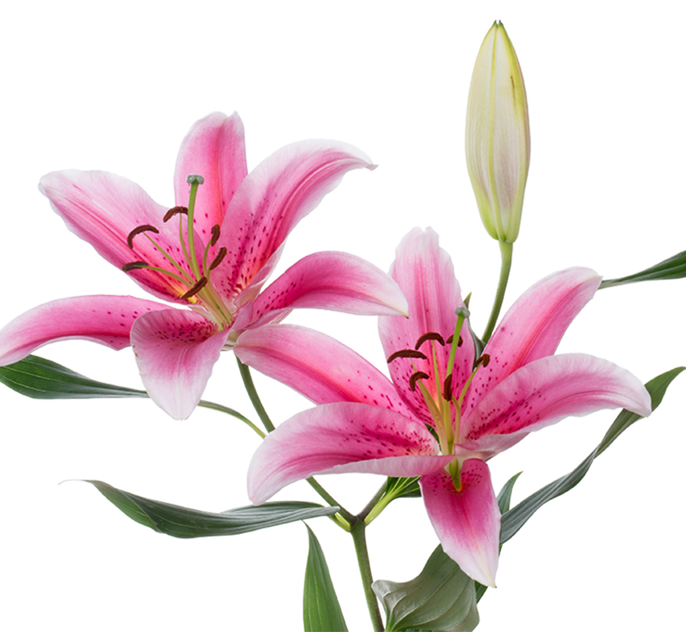 Oriental Lilies Archives - Sunrosa flowers